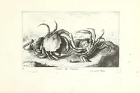 Picture 2 of 30 from Diuerses especes de poissons de mer (1664), leaf 7
