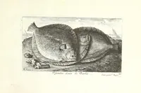 Picture 30 of 30 from Diuerses especes de poissons de mer (1664), leaf 75