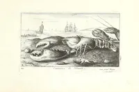 Picture 3 of 30 from Diuerses especes de poissons de mer (1664), leaf 9
