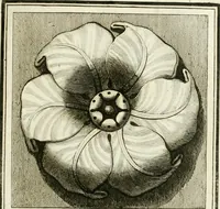 An illustration from Manuale di varj ornamenti tratti dalle fabbriche, e frammenti antichi : per uso, e commodo de' pittori, scultori, architetti, scarpellini, stuccatori, intagliatori di pietre, e legni, argentieri, giojellieri, ricamatori, ebanisti & c. (1781)