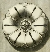 Picture 27 of 57 from Manuale di varj ornamenti tratti dalle fabbriche, e frammenti antichi : per uso, e commodo de' pittori, scultori, architetti, scarpellini, stuccatori, intagliatori di pietre, e legni, argentieri, giojellieri, ricamatori, ebanisti & c. (1781), leaf 52