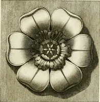Picture 34 of 57 from Manuale di varj ornamenti tratti dalle fabbriche, e frammenti antichi : per uso, e commodo de' pittori, scultori, architetti, scarpellini, stuccatori, intagliatori di pietre, e legni, argentieri, giojellieri, ricamatori, ebanisti & c. (1781), leaf 68