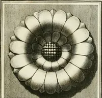 Picture 41 of 57 from Manuale di varj ornamenti tratti dalle fabbriche, e frammenti antichi : per uso, e commodo de' pittori, scultori, architetti, scarpellini, stuccatori, intagliatori di pietre, e legni, argentieri, giojellieri, ricamatori, ebanisti & c. (1781), leaf 82