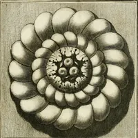 An illustration from Manuale di varj ornamenti tratti dalle fabbriche, e frammenti antichi : per uso, e commodo de' pittori, scultori, architetti, scarpellini, stuccatori, intagliatori di pietre, e legni, argentieri, giojellieri, ricamatori, ebanisti & c. (1781)