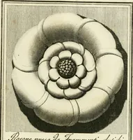 An illustration from Manuale di varj ornamenti tratti dalle fabbriche, e frammenti antichi : per uso, e commodo de' pittori, scultori, architetti, scarpellini, stuccatori, intagliatori di pietre, e legni, argentieri, giojellieri, ricamatori, ebanisti & c. (1781)