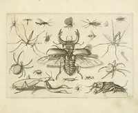 An illustration from Diversæ insectarum volatilium : icones ad vivum accuratissmè depictæ per celeberrimum pictorem (1630)