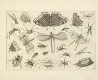Picture 5 of 15 from Diversæ insectarum volatilium : icones ad vivum accuratissmè depictæ per celeberrimum pictorem (1630), leaf 15