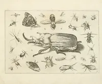 Picture 6 of 15 from Diversæ insectarum volatilium : icones ad vivum accuratissmè depictæ per celeberrimum pictorem (1630), leaf 17