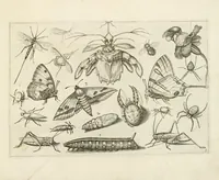 Picture 7 of 15 from Diversæ insectarum volatilium : icones ad vivum accuratissmè depictæ per celeberrimum pictorem (1630), leaf 19
