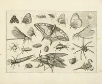 Picture 8 of 15 from Diversæ insectarum volatilium : icones ad vivum accuratissmè depictæ per celeberrimum pictorem (1630), leaf 21