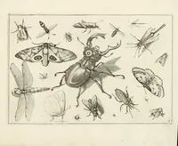 An illustration from Diversæ insectarum volatilium : icones ad vivum accuratissmè depictæ per celeberrimum pictorem (1630)
