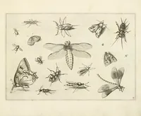Picture 10 of 15 from Diversæ insectarum volatilium : icones ad vivum accuratissmè depictæ per celeberrimum pictorem (1630), leaf 25