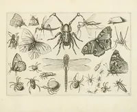 Picture 11 of 15 from Diversæ insectarum volatilium : icones ad vivum accuratissmè depictæ per celeberrimum pictorem (1630), leaf 27