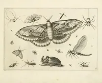 An illustration from Diversæ insectarum volatilium : icones ad vivum accuratissmè depictæ per celeberrimum pictorem (1630)