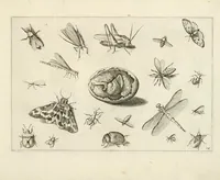 An illustration from Diversæ insectarum volatilium : icones ad vivum accuratissmè depictæ per celeberrimum pictorem (1630)