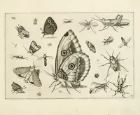 Picture 14 of 15 from Diversæ insectarum volatilium : icones ad vivum accuratissmè depictæ per celeberrimum pictorem (1630), leaf 33