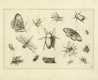 An illustration from Diversæ insectarum volatilium : icones ad vivum accuratissmè depictæ per celeberrimum pictorem (1630)