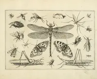 Picture 2 of 15 from Diversæ insectarum volatilium : icones ad vivum accuratissmè depictæ per celeberrimum pictorem (1630), leaf 7