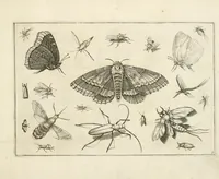 An illustration from Diversæ insectarum volatilium : icones ad vivum accuratissmè depictæ per celeberrimum pictorem (1630)