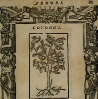 An illustration from Diverse imprese accommodate a diuerse moralità : con versi che i loro significati dichiarano insieme con molte altre nella lingua Italiana non piu tradotte (1551)
