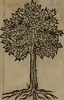 Picture 386 of 395 from Diverse imprese accommodate a diuerse moralità : con versi che i loro significati dichiarano insieme con molte altre nella lingua Italiana non piu tradotte (1551), leaf 189