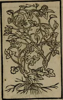 An illustration from Diverse imprese accommodate a diuerse moralità : con versi che i loro significati dichiarano insieme con molte altre nella lingua Italiana non piu tradotte (1551)