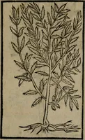 An illustration from Diverse imprese accommodate a diuerse moralità : con versi che i loro significati dichiarano insieme con molte altre nella lingua Italiana non piu tradotte (1551)