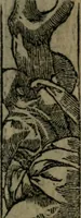 An illustration from Diverse imprese accommodate a diuerse moralità : con versi che i loro significati dichiarano insieme con molte altre nella lingua Italiana non piu tradotte (1551)
