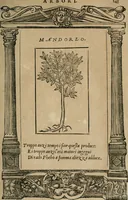 An illustration from Diverse imprese accomodate a diuerse moralità : con versi che i loro significati dichiarano : Tratte da gli Emblemi dell' Alciato (1549)