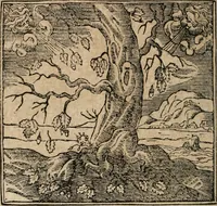 An illustration from Diverse imprese accomodate a diuerse moralità : con versi che i loro significati dichiarano : Tratte da gli Emblemi dell' Alciato (1549)