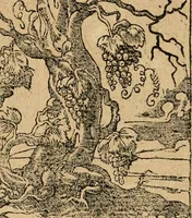 Picture 239 of 344 from Diverse imprese accommodate a diuerse moralità : con versi che i loro significati dichiarano : tratte da gli emblemi dell'Alciato (1549), leaf 107