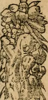 Picture 259 of 344 from Diverse imprese accommodate a diuerse moralità : con versi che i loro significati dichiarano : tratte da gli emblemi dell'Alciato (1549), leaf 114