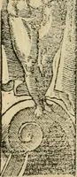 Picture 315 of 344 from Diverse imprese accommodate a diuerse moralità : con versi che i loro significati dichiarano : tratte da gli emblemi dell'Alciato (1549), leaf 135