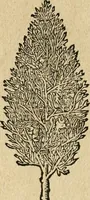 Picture 321 of 344 from Diverse imprese accommodate a diuerse moralità : con versi che i loro significati dichiarano : tratte da gli emblemi dell'Alciato (1549), leaf 137