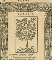 Picture 329 of 344 from Diverse imprese accommodate a diuerse moralità : con versi che i loro significati dichiarano : tratte da gli emblemi dell'Alciato (1549), leaf 141