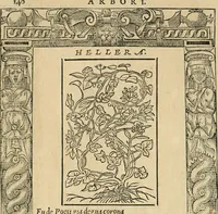 Picture 334 of 344 from Diverse imprese accommodate a diuerse moralità : con versi che i loro significati dichiarano : tratte da gli emblemi dell'Alciato (1549), leaf 143