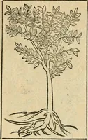 Picture 336 of 344 from Diverse imprese accommodate a diuerse moralità : con versi che i loro significati dichiarano : tratte da gli emblemi dell'Alciato (1549), leaf 144