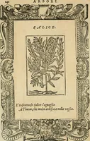An illustration from Diverse imprese accommodate a diuerse moralità : con versi che i loro significati dichiarano : tratte da gli emblemi dell'Alciato (1549)