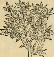 Picture 340 of 344 from Diverse imprese accommodate a diuerse moralità : con versi che i loro significati dichiarano : tratte da gli emblemi dell'Alciato (1549), leaf 146