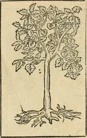 Picture 343 of 344 from Diverse imprese accommodate a diuerse moralità : con versi che i loro significati dichiarano : tratte da gli emblemi dell'Alciato (1549), leaf 147