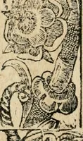 Picture 94 of 344 from Diverse imprese accommodate a diuerse moralità : con versi che i loro significati dichiarano : tratte da gli emblemi dell'Alciato (1549), leaf 41
