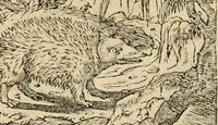 An illustration from Diverse imprese accommodate a diuerse moralità : con versi che i loro significati dichiarano : tratte da gli emblemi dell'Alciato (1549)