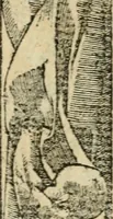 An illustration from Diverse imprese accommodate a diuerse moralità : con versi che i loro significati dichiarano : tratte da gli emblemi dell'Alciato (1549)