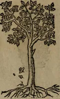 An illustration from Diverse imprese accomodate a diverse moralità, co versi che i loro significati dichiarano insieme con molte altre mella lingua italiana non piu tradotte (1576)