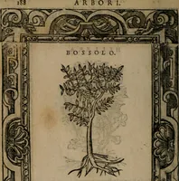 Picture 298 of 302 from Diverse imprese accomodate a diverse moralità, co versi che i loro significati dichiarano insieme con molte altre mella lingua italiana non piu tradotte (1576), leaf 191