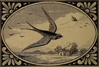 An illustration from Divine emblems (1867)