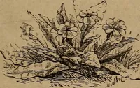 An illustration from Divine emblems (1867)