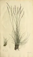 An illustration from D. Johann Christian Daniel Schrebers ... Beschreibung der Gräser : nebst ihren Abbildungen nach der Natur .. (1769)