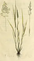 An illustration from D. Johann Christian Daniel Schrebers ... Beschreibung der Gräser : nebst ihren Abbildungen nach der Natur .. (1769)