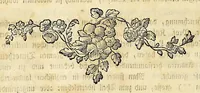 An illustration from D. Johann Christian Daniel Schrebers ... Beschreibung der Gräser : nebst ihren Abbildungen nach der Natur .. (1769)
